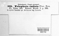 Thelephora radiata image